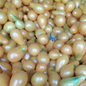 Tomates cocktails “poire dorée”