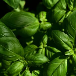 Basilic